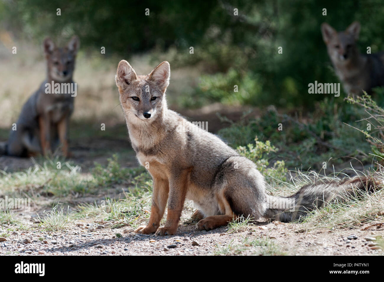 patagonian grey fox siitting side on faing front with others behind peninsula vades argentina Stock Photo