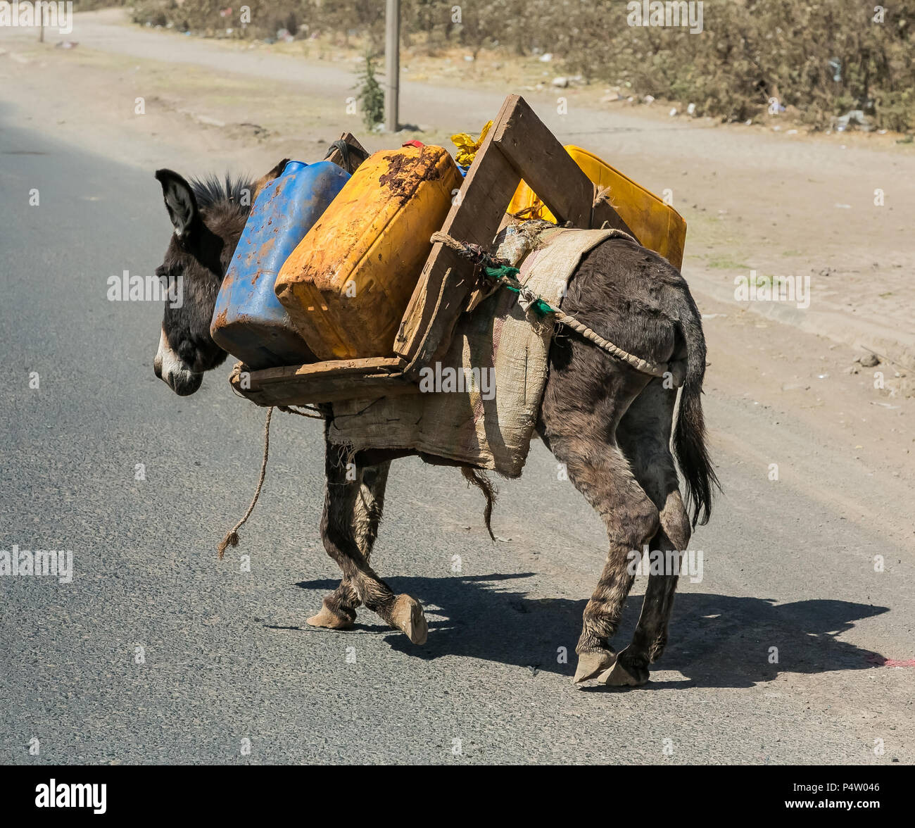 Donkeys carrying load hires stock photography and images Alamy