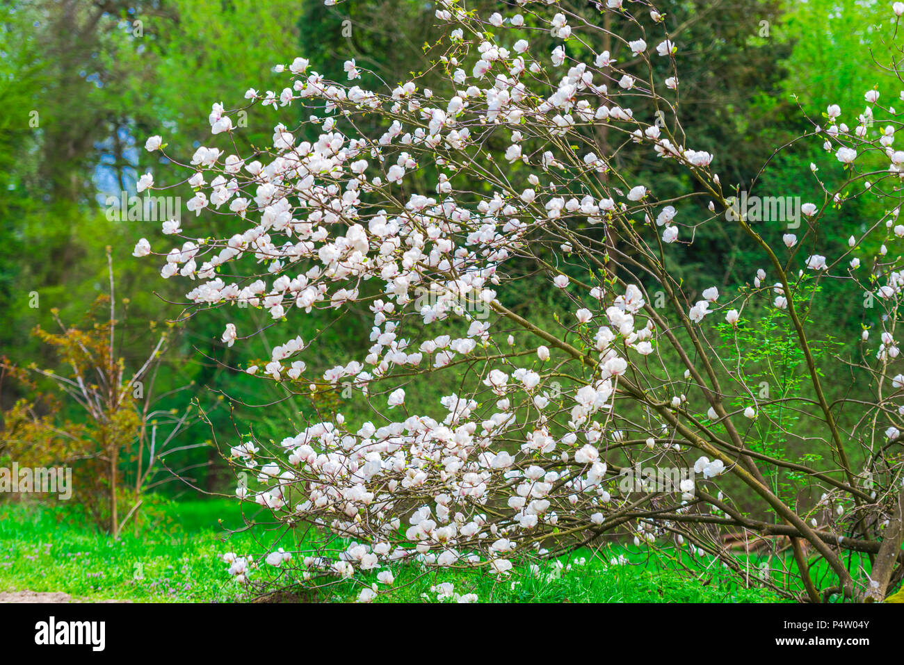Spring flowers in the park Stock Photo - Alamy