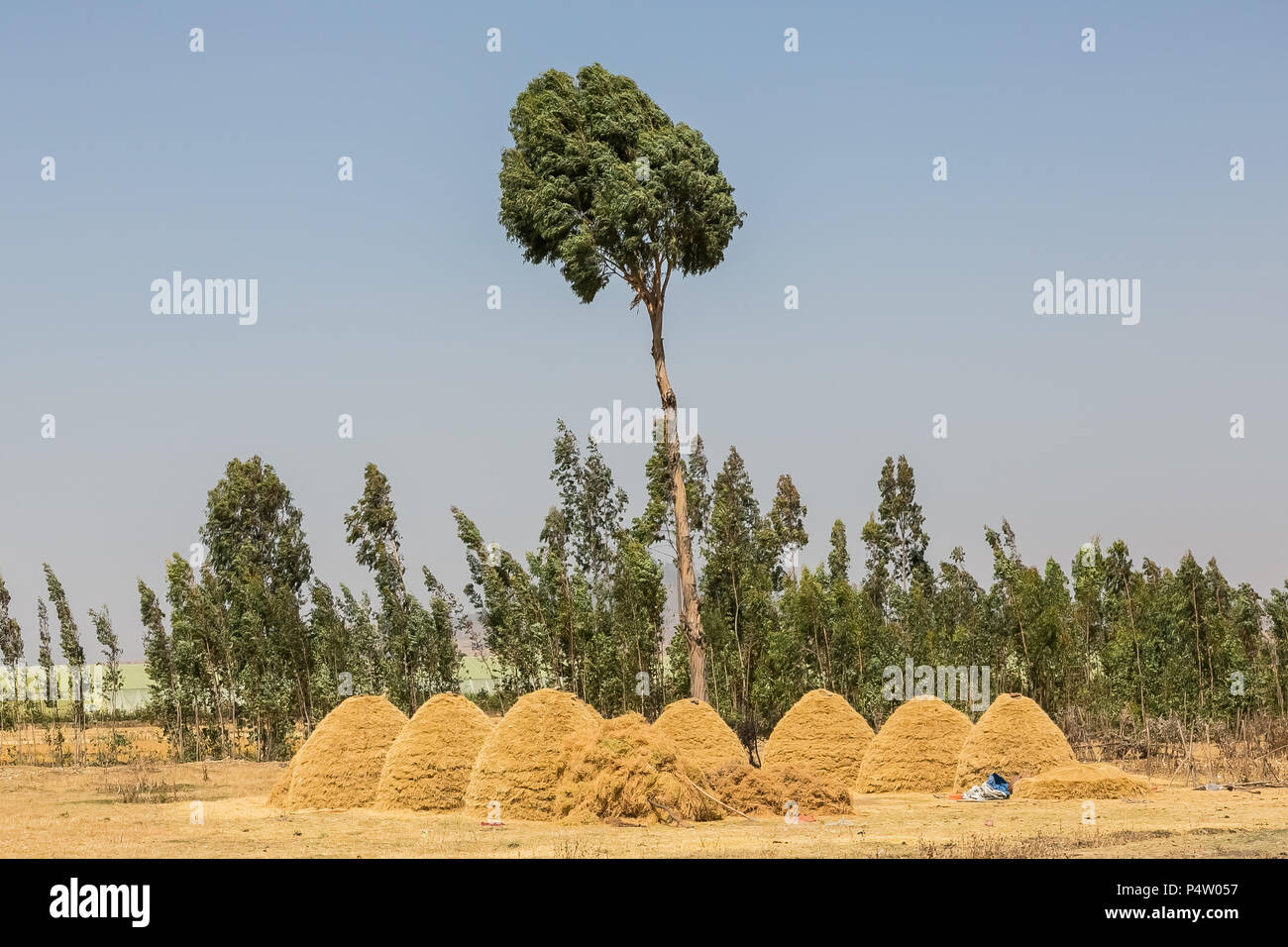 Addis Ababa, Ethiopia, January 30, 2014, Teff Farming in Rural Ethiopia