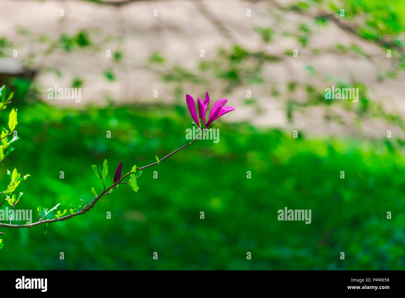 Magnolia tree vector hi-res stock photography and images - Alamy