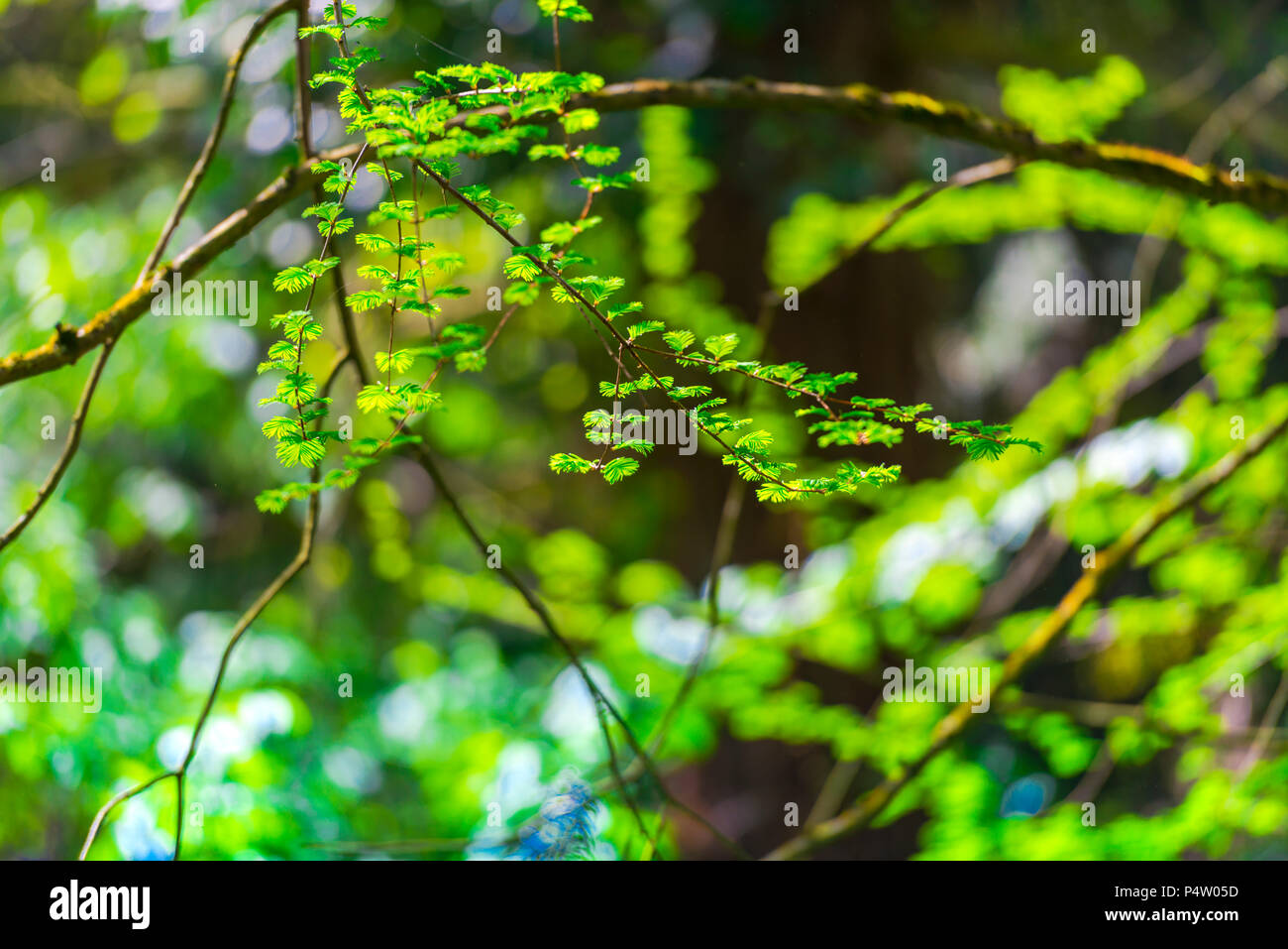 Magnolia tree vector hi-res stock photography and images - Alamy