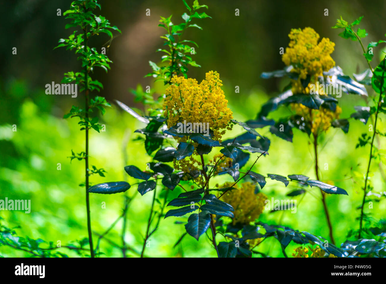 Spring flowers in the park Stock Photo - Alamy
