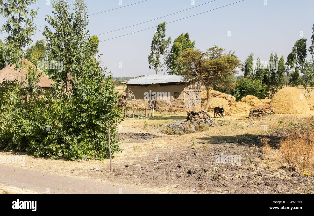 Addis Ababa, Ethiopia, January 30, 2014, Teff Farming in Rural Ethiopia