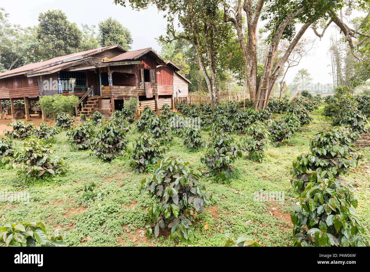 Laos paksong coffee hires stock photography and images Alamy