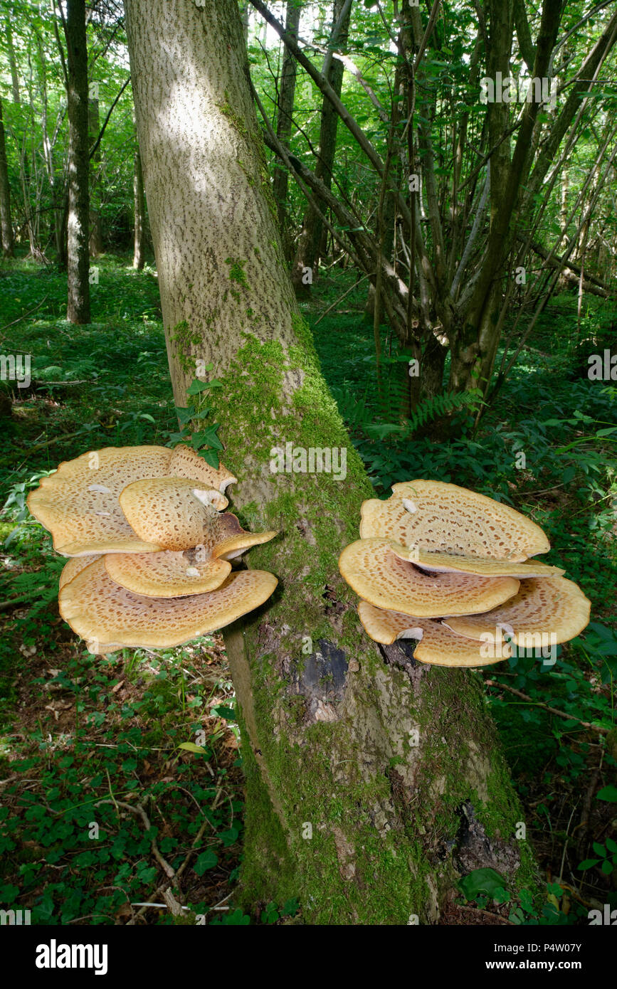 Dryad's Saddle Bracket fungi - Polyporus squamosus  in woodland habitat Stock Photo