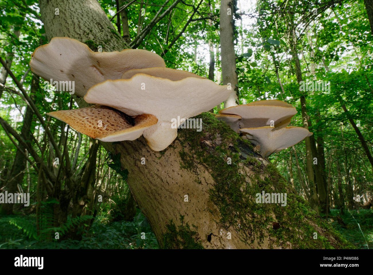 Dryad's Saddle Bracket fungi - Polyporus squamosus  in woodland habitat Stock Photo