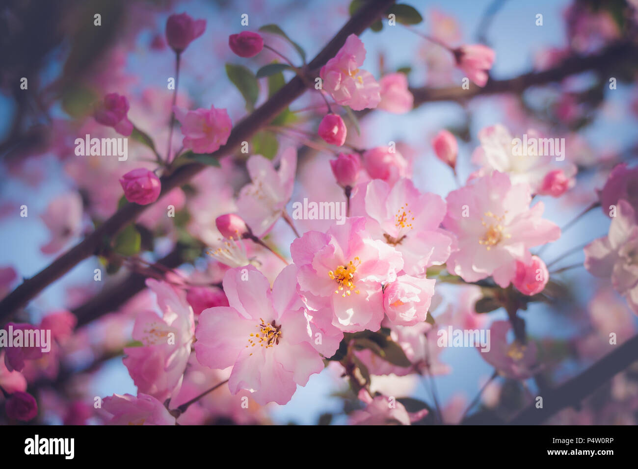 Pink Cherry Blossom Brunch Against Blue Sky Stock Photo