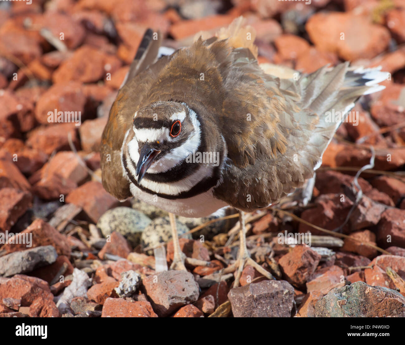 Killdeer extending its wings to protect its nest and eggs Stock Photo