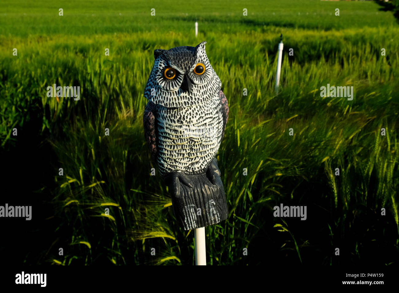 Deter birds hires stock photography and images Alamy