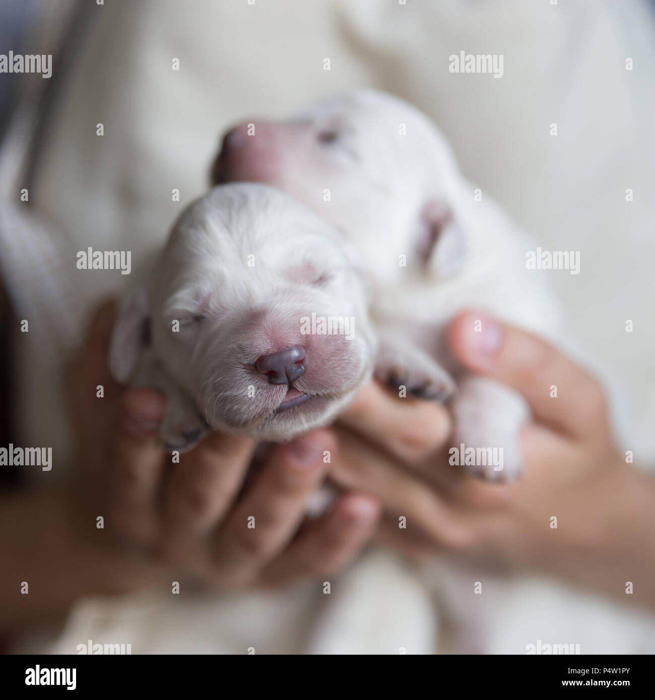 Где Купить Новорожденного Щенка