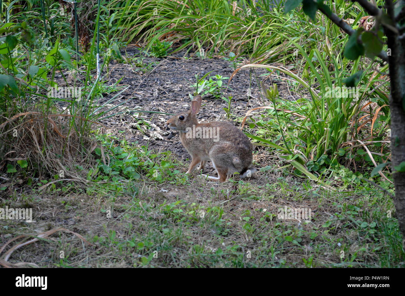 Rabbit in the woods Stock Photo Alamy
