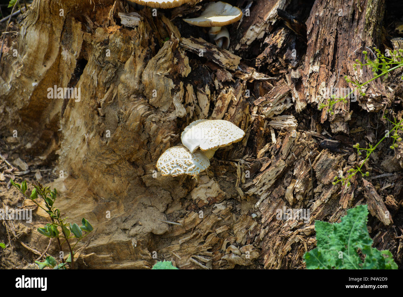 Green, brown and white mushroom on the old wooden log. Group of Mushrooms growing in the Autumn Forest near old log. Mushroom photo, forest photo. Gro Stock Photo