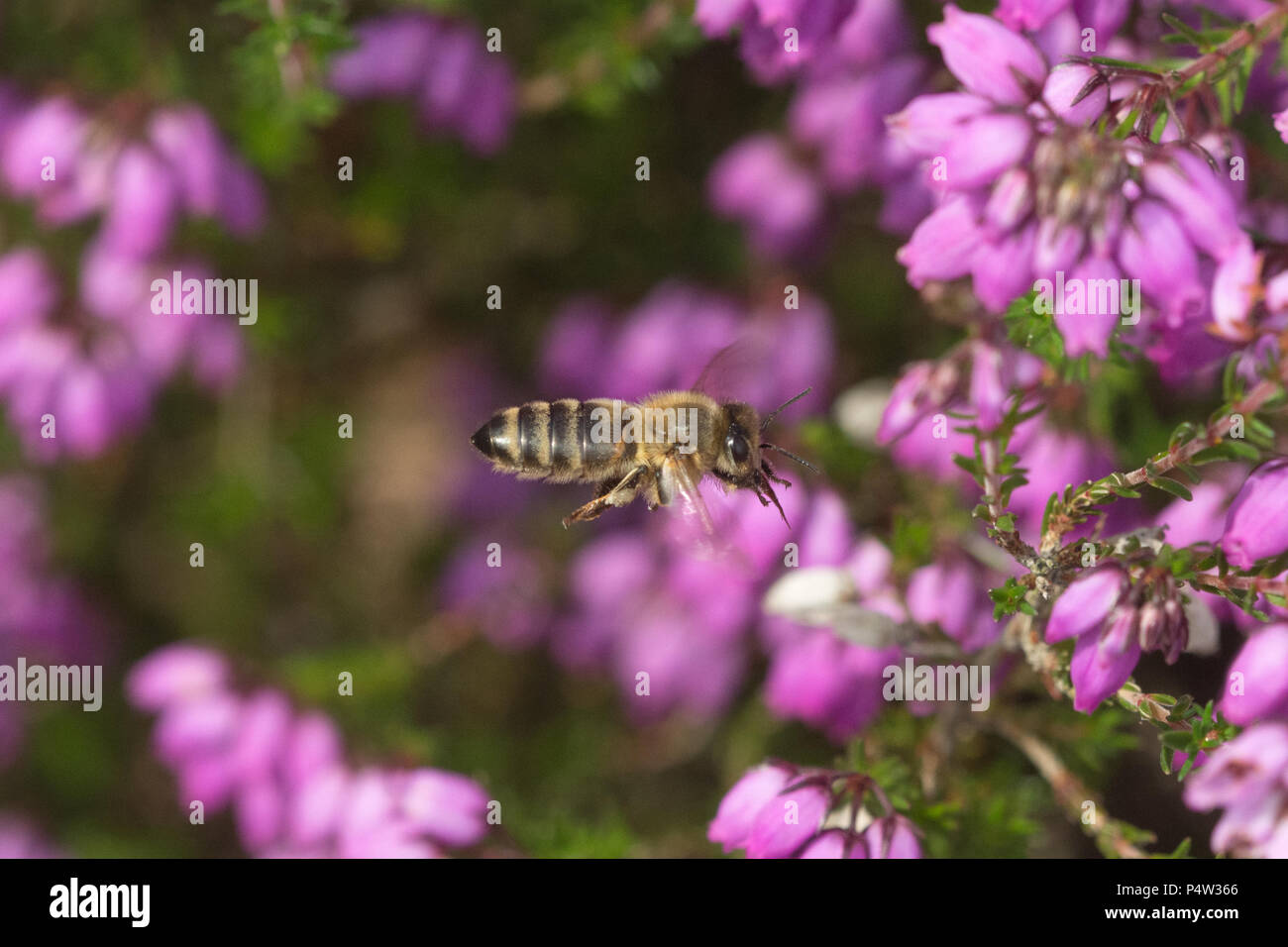 Honey bee in flight hovering beside bell heather flowers (Erica cinerea) in Surrey, UK Stock Photo