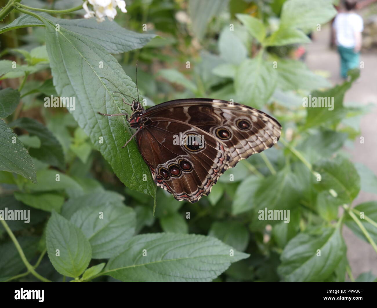 Butter fly colour hires stock photography and images Alamy