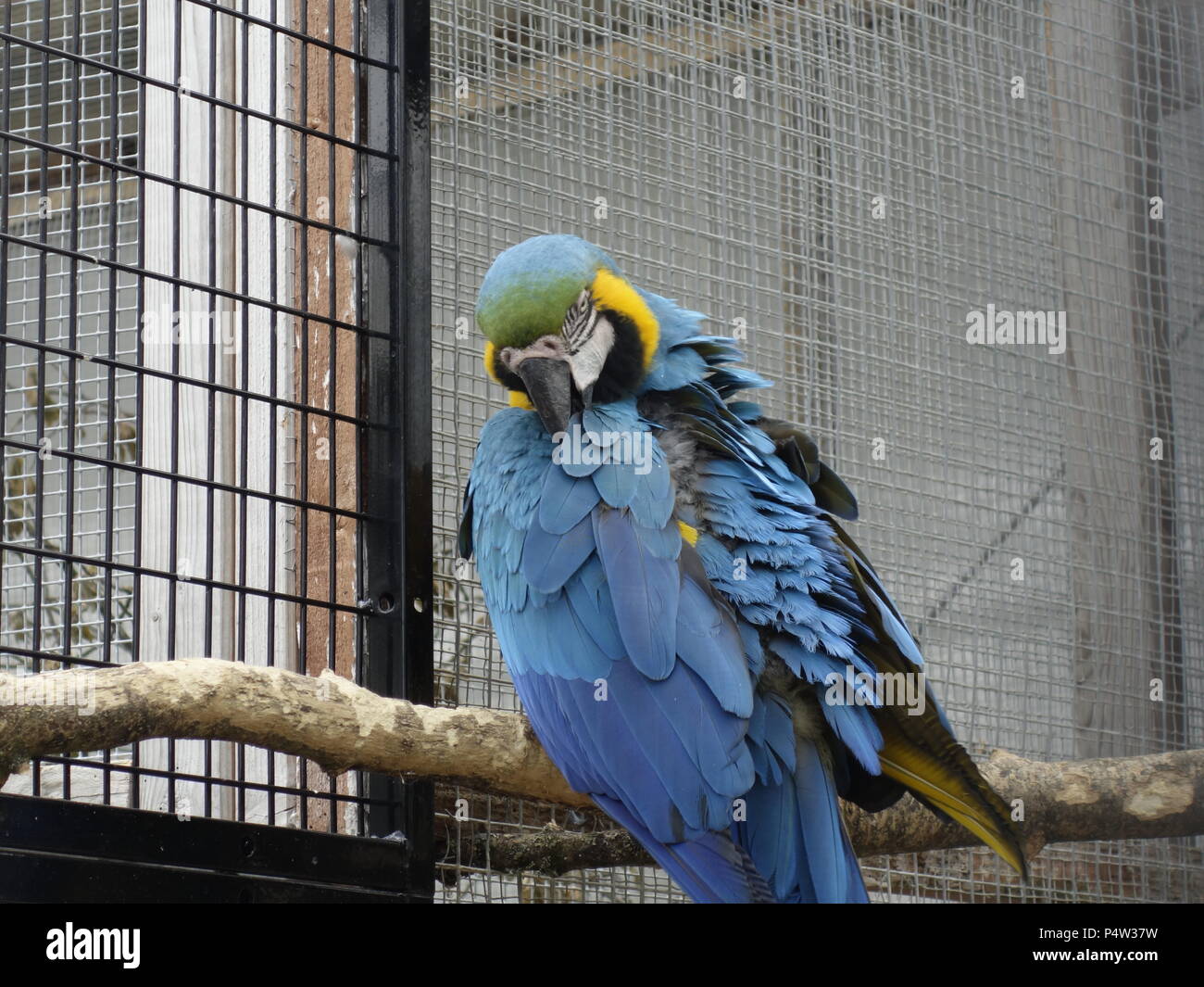 Caged Macaw High Resolution Stock Photography and Images - Alamy