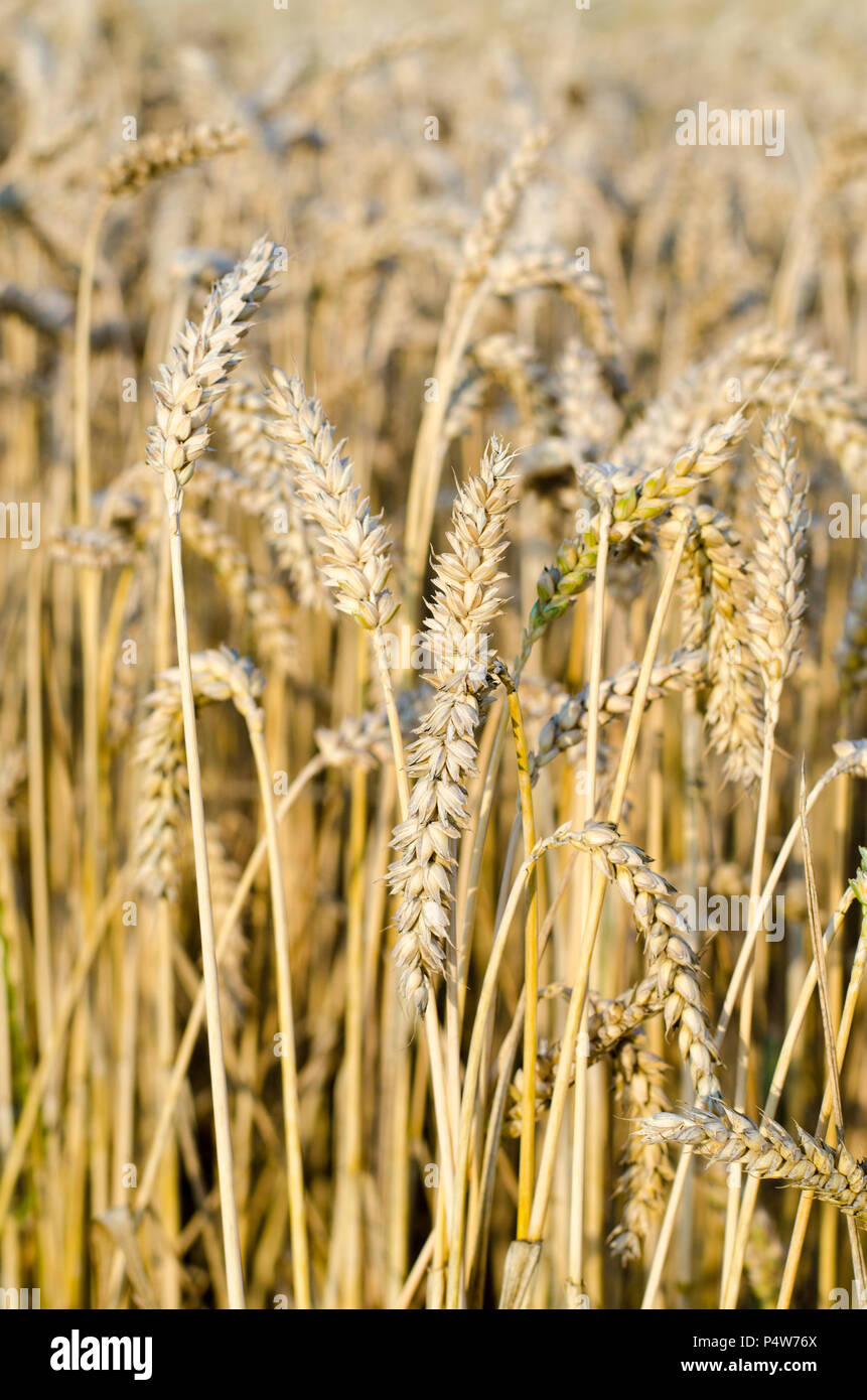 Cornfield Growing Corn Stock Photo Alamy