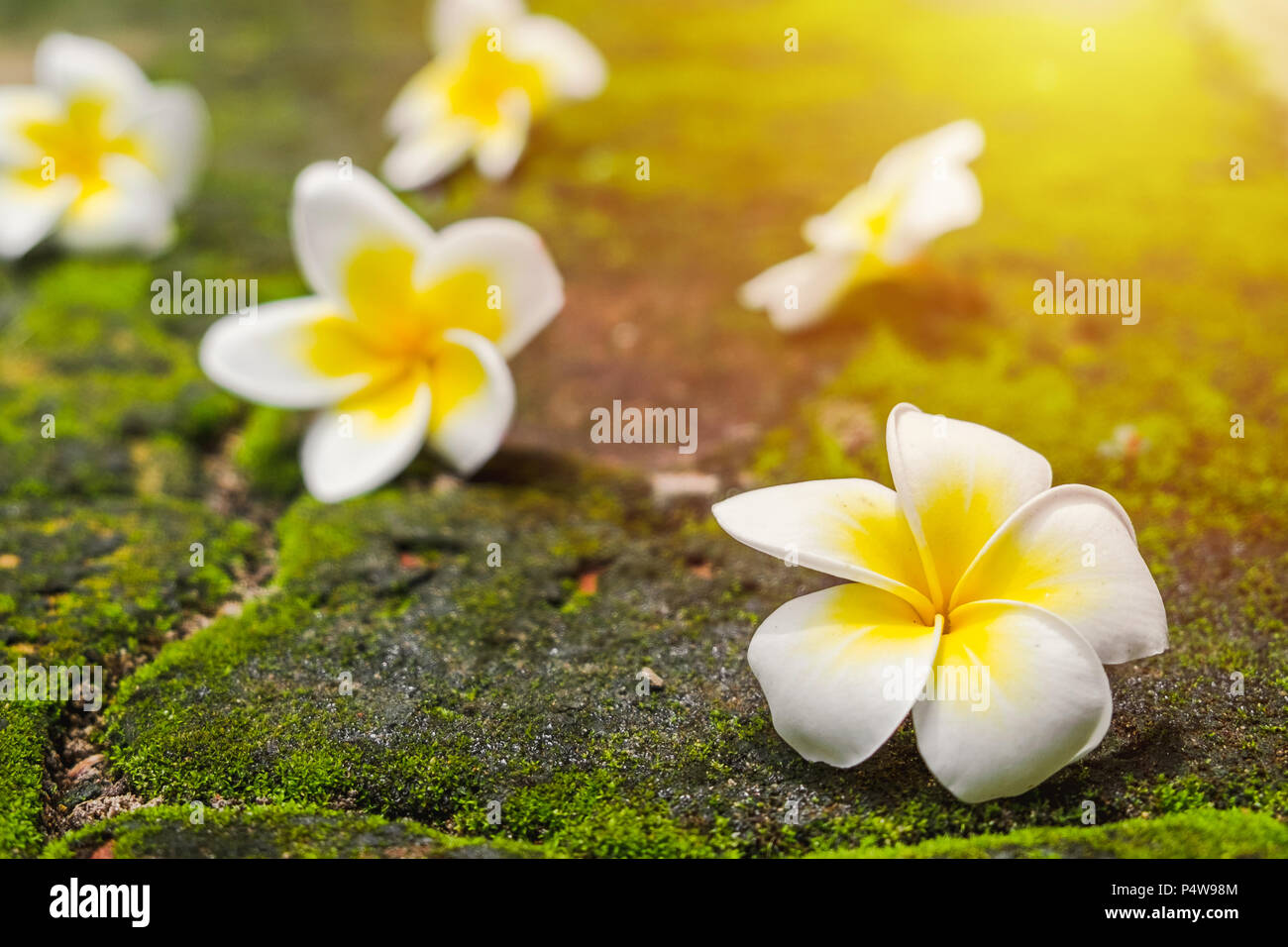 White Frangipani (Plumeria) flowers with green moss on the brick road