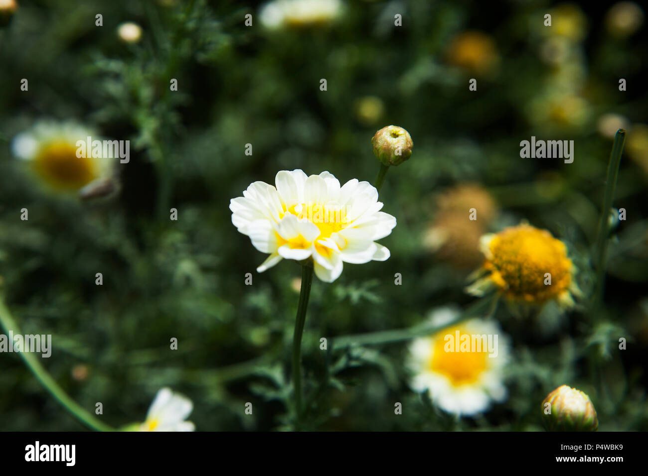 green grass and white wild flowers meadow Stock Photo - Alamy