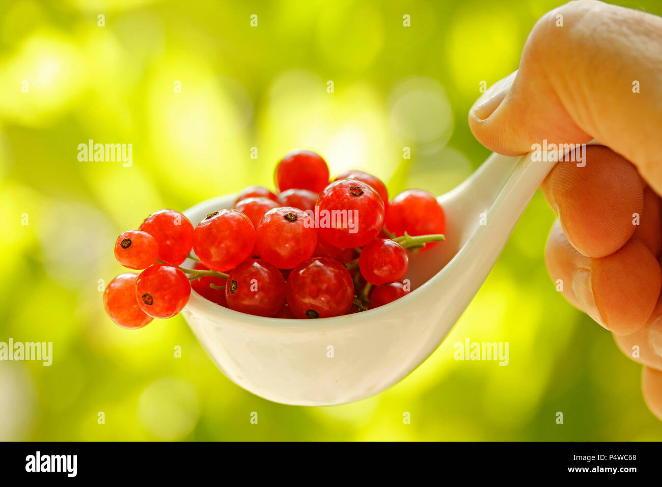 Red currants. Stock Photo