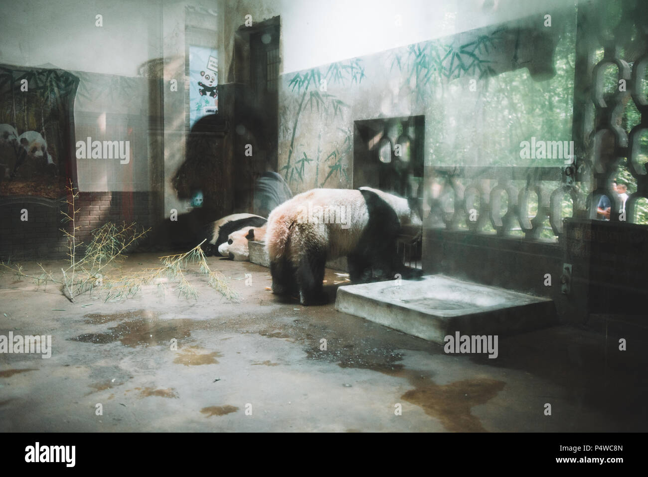 Panda toronto zoo hi-res stock photography and images - Alamy