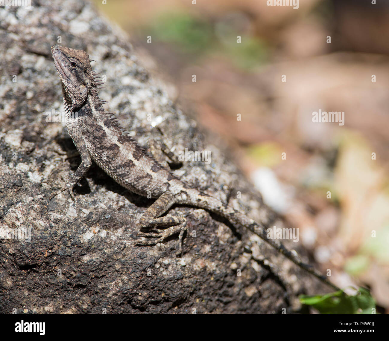 Forest Crested Lizard (Calotes emma) Krabi Thailand sat on a rock Stock Photo