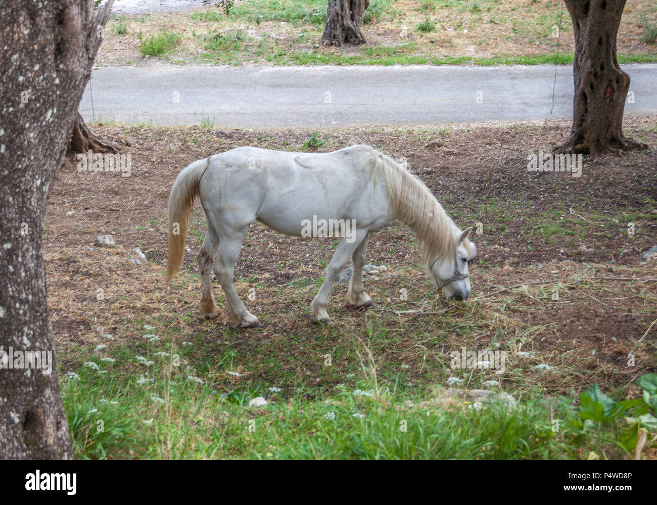 A donkey seen in the yard. The animal busy eating the grass along the