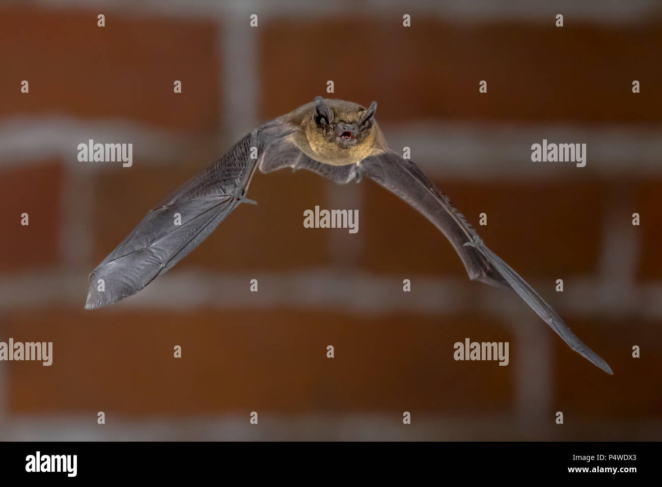 Nocturnal Pipistrelle bat (Pipistrellus pipistrellus) close up. Flying in urban setting with bricks in background in darkness at night Stock Photo