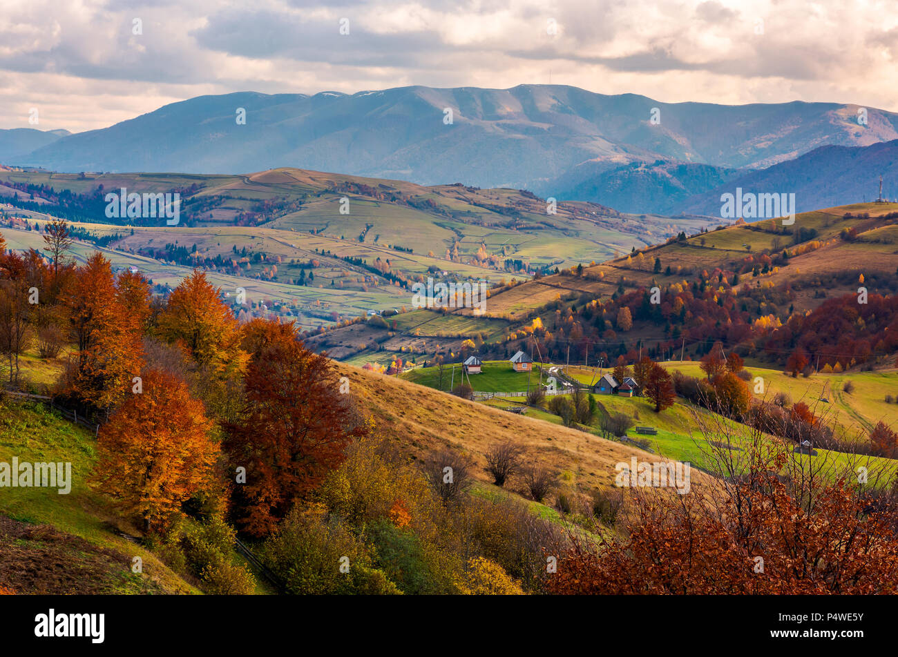 small village on hills in autumn. lovely countryside of Carpathian mountains. mighty ridge in the distance. red foliage on trees Stock Photo