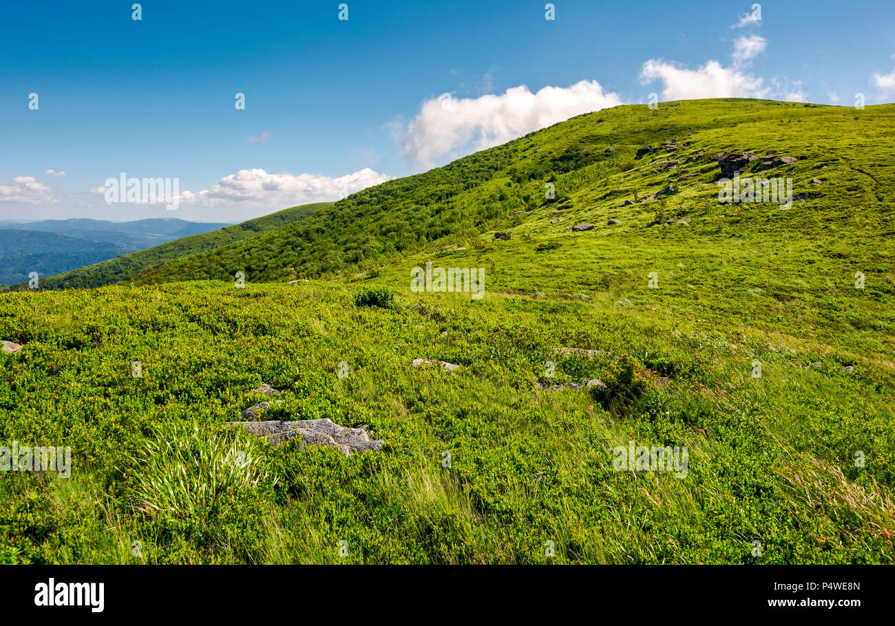 alpine meadows on the mountain top. beautiful summer landscape Stock Photo