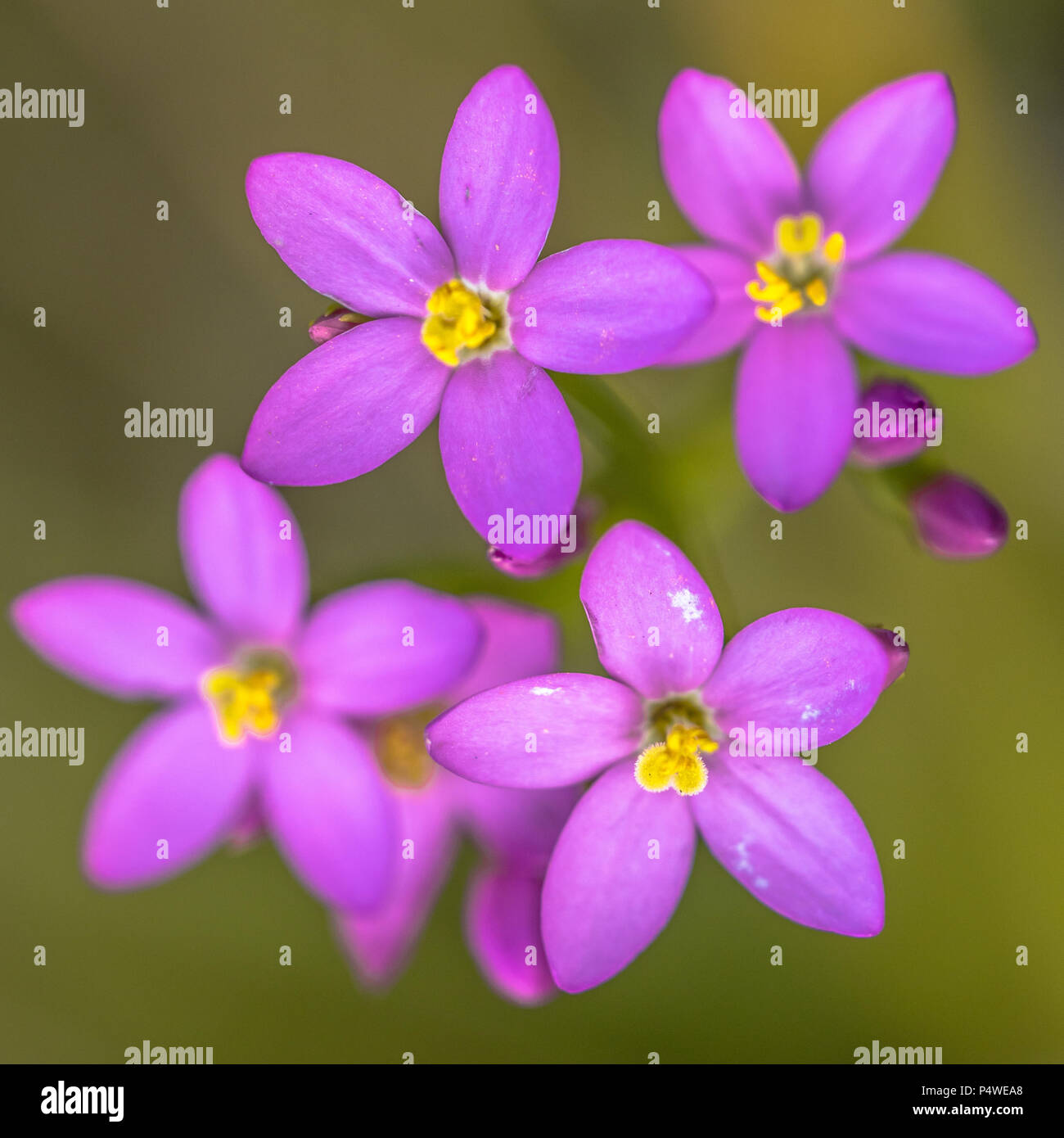 Four Centaurium flowers (Centaurium littorale) close up with green background Stock Photo