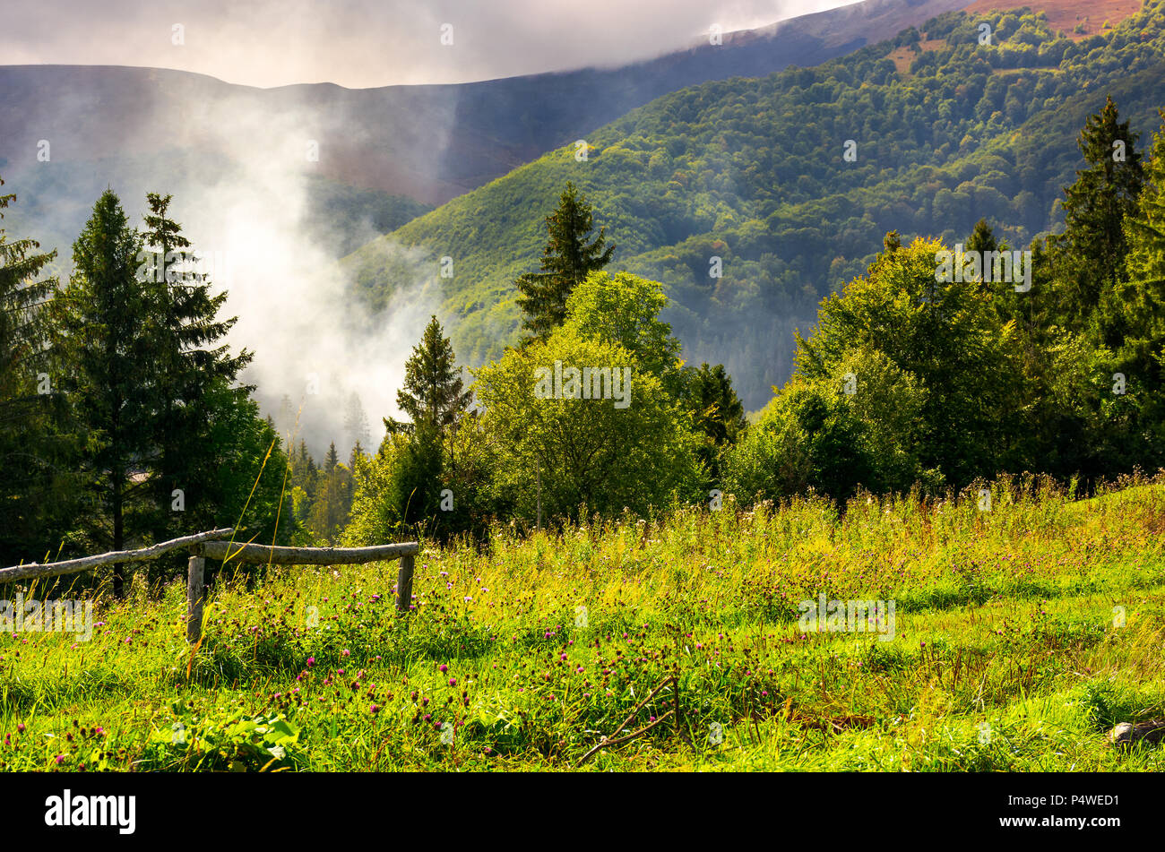 smoke from the fire in forest. mountainous summer landscape. environmental problem and ecology disaster of Carpathian countryside Stock Photo