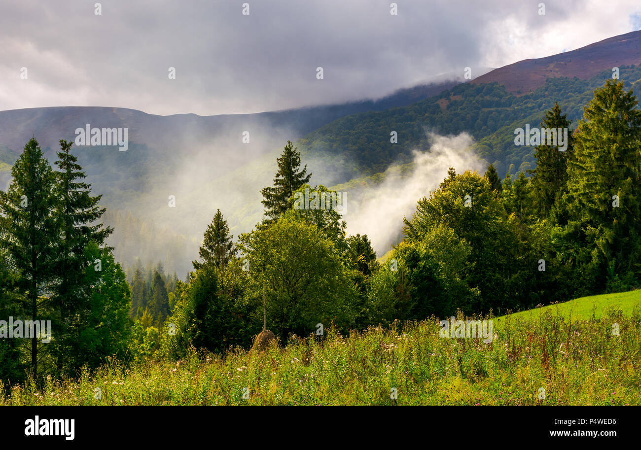 smoke from the fire in forest. mountainous summer landscape. environmental problem and ecology disaster of Carpathian countryside Stock Photo