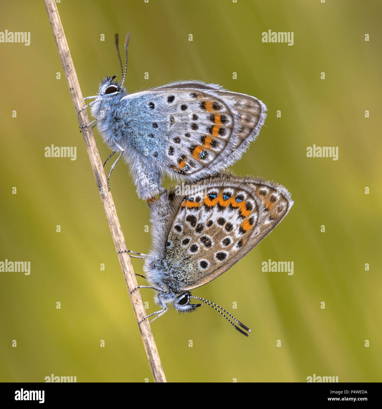 Couple of silver-studded blue (Plebejus argus) butterfly mating on grass in natural habitat Stock Photo