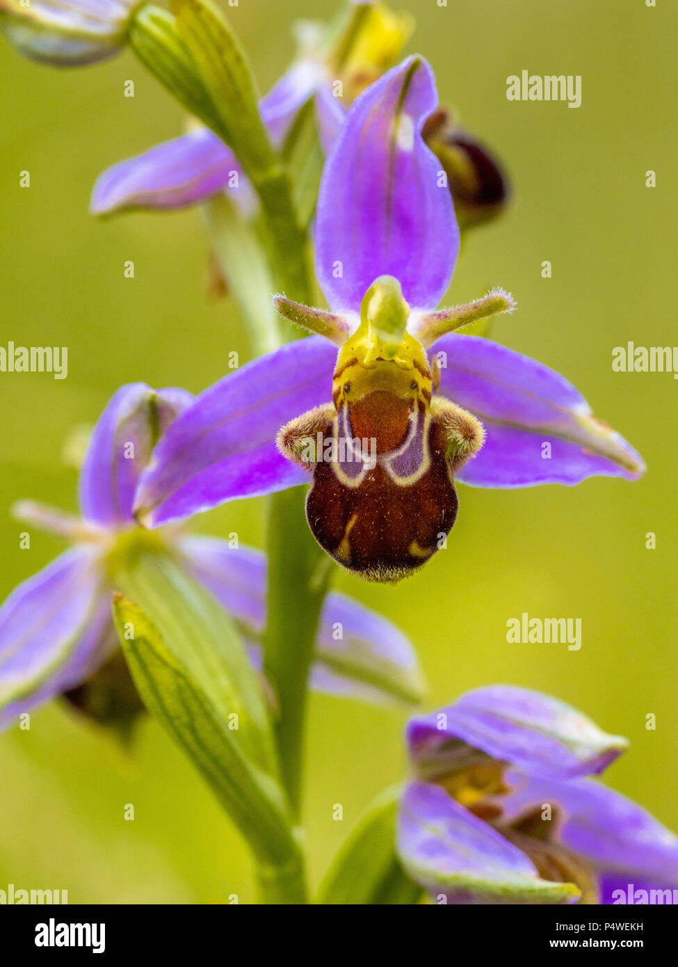 Bee orchid (Ophrys apifera)  pink flower mimicing humblebee insects to polinate the flower. On blurred green background Stock Photo