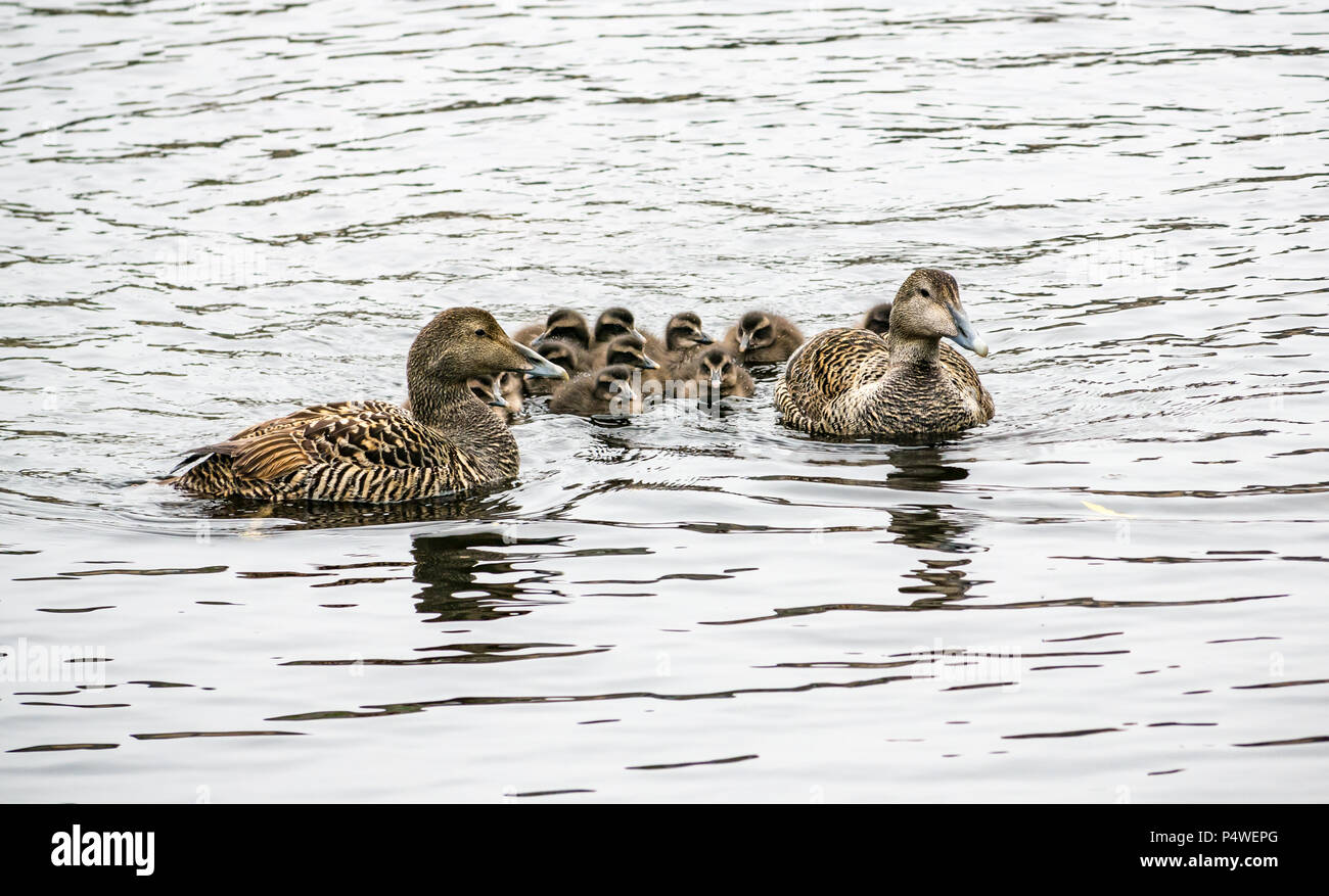 Group of ducks with two female mallards swimming with a crèche of cute ducklings, Water of Leith, Edinburgh, Scotland, UK Stock Photo