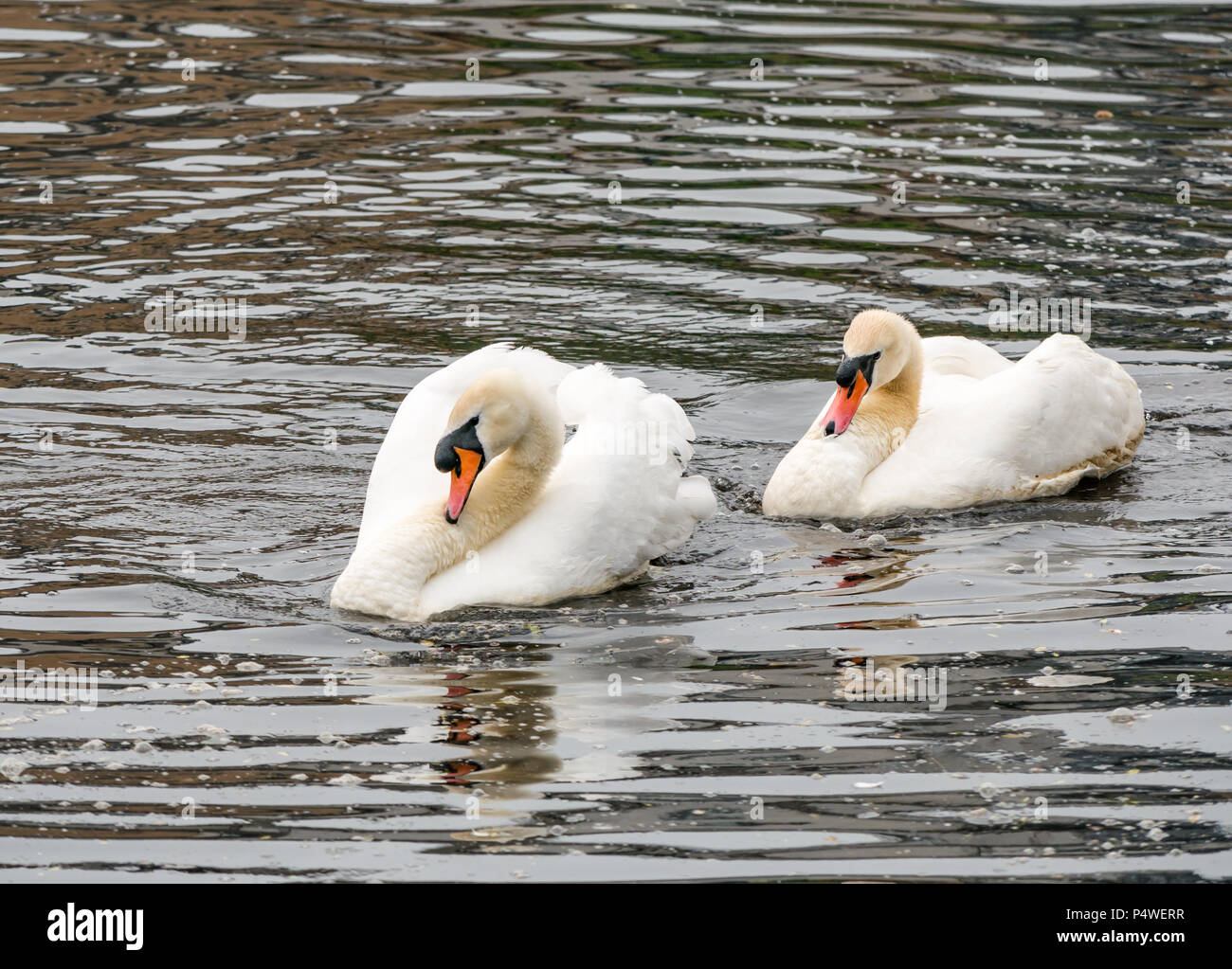 Two adult mute swans, Cygnus olor, in courtship behaviour ritual, imitating each other’s movements Stock Photo