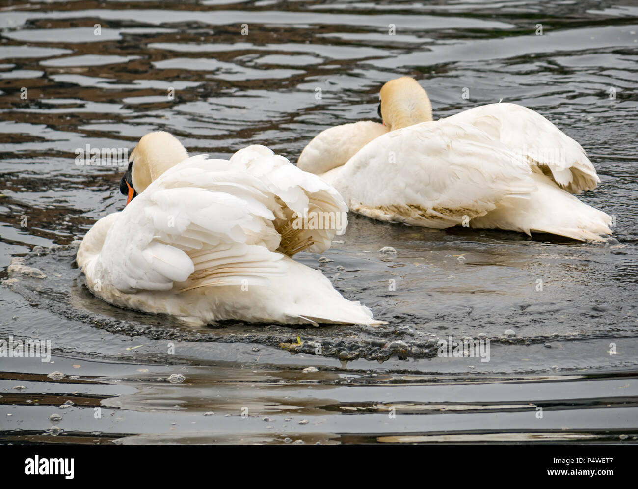 Two adult mute swans, Cygnus olor, in courtship ritual, imitating each other’s movements and flapping wings Stock Photo