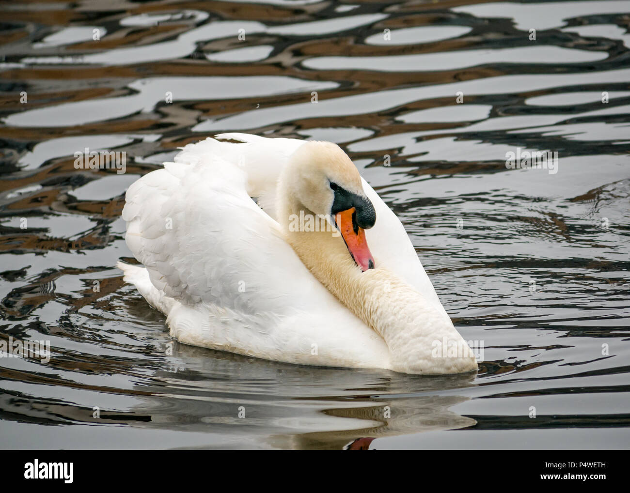 Mute swan, Cygnus olor, engaged in courtship ritual, with neck pressed against chest Stock Photo