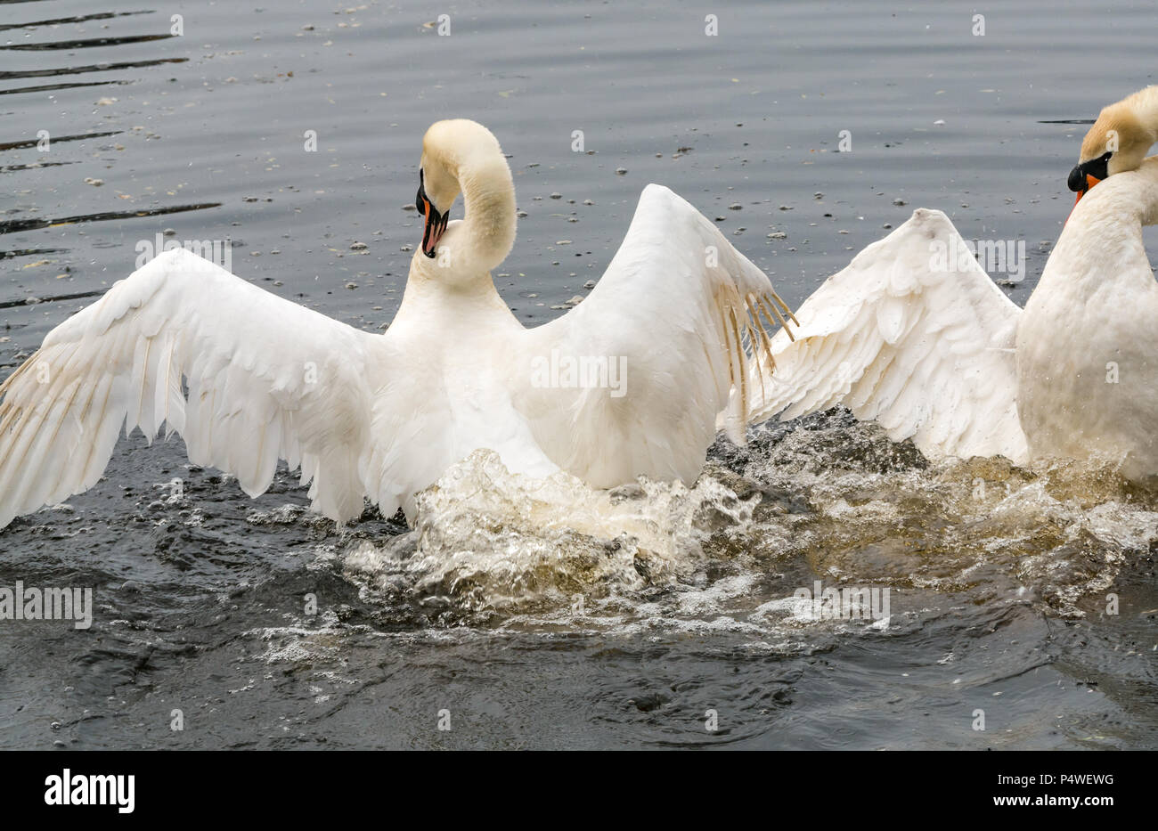 Two adult mute swans, Cygnus olor, in courtship ritual, imitating each other’s movements and flapping wings Stock Photo