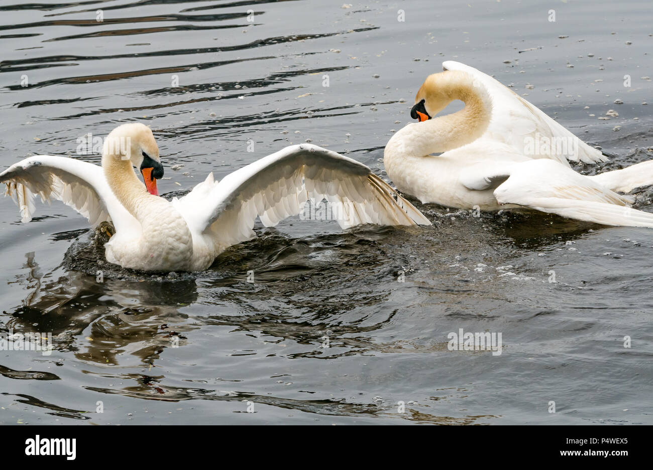 Two adult mute swans, Cygnus olor, in courtship ritual, imitating each other’s movements and flapping wings Stock Photo