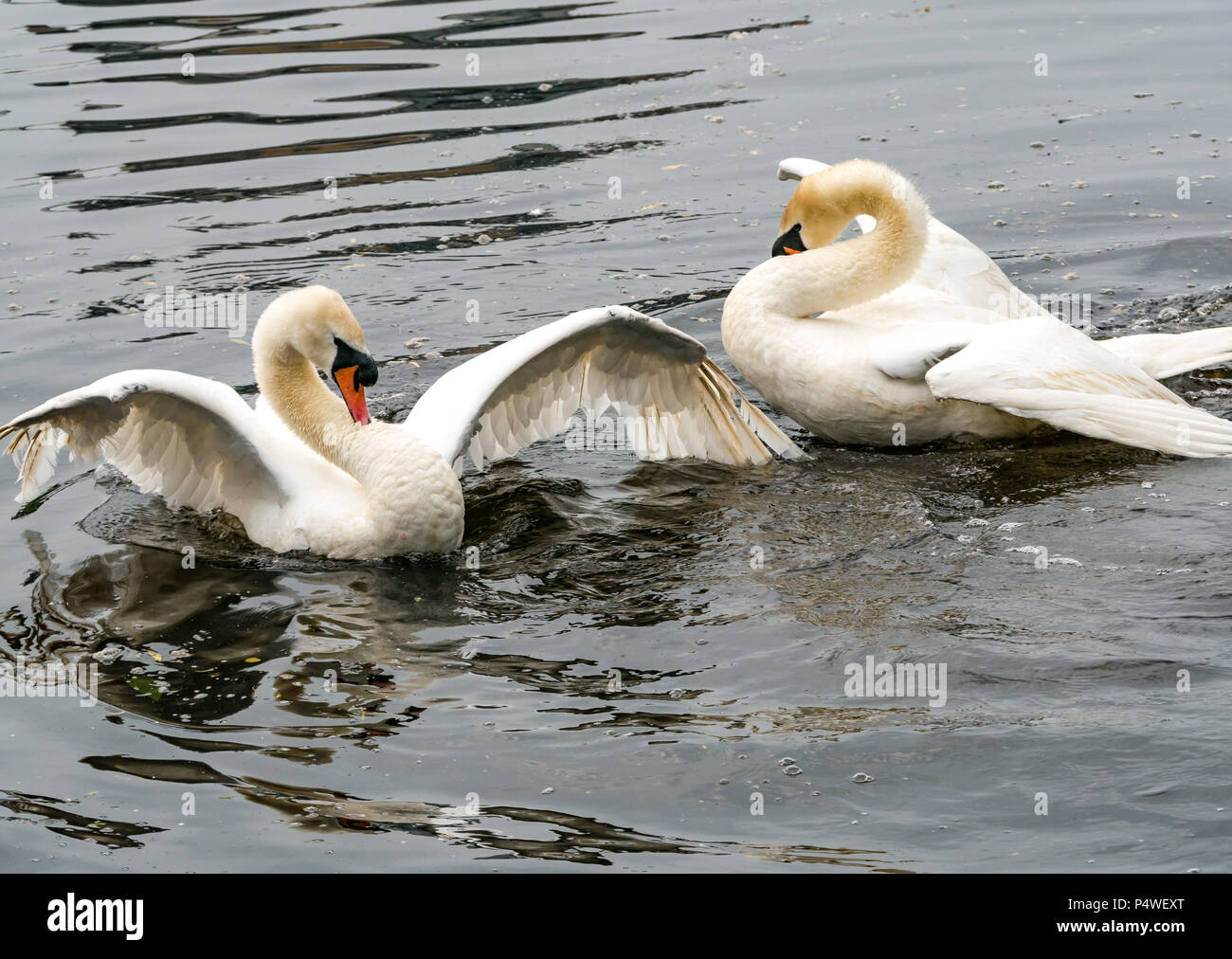 Two adult mute swans, Cygnus olor, in courtship ritual, imitating each other’s movements and flapping wings, Water of Leith, Edinburgh, Scotland, UK Stock Photo