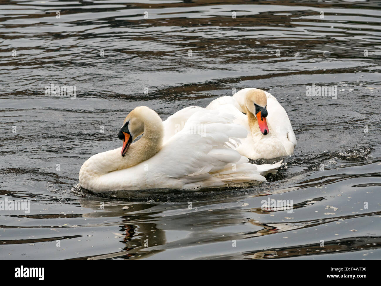 Two adult mute swans, Cygnus olor, in courtship behaviour ritual, imitating each other’s movements Stock Photo