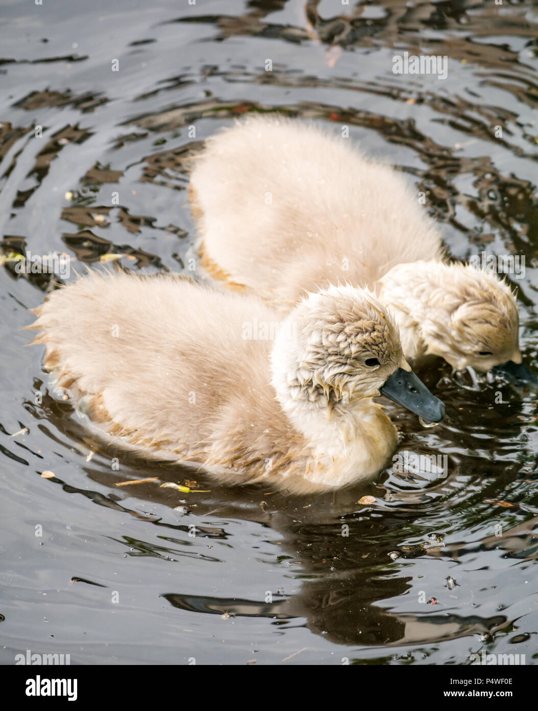 Close up of young mute swan cygnets, Cygnus olor, swimming in river, Water of Leith, Scotland, UK Stock Photo