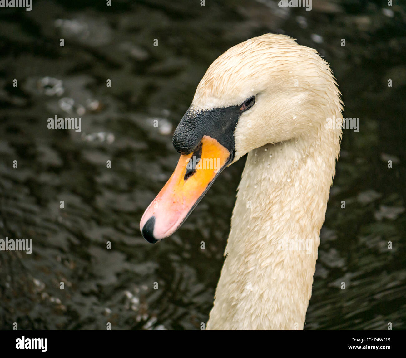 Head swan hires stock photography and images Alamy