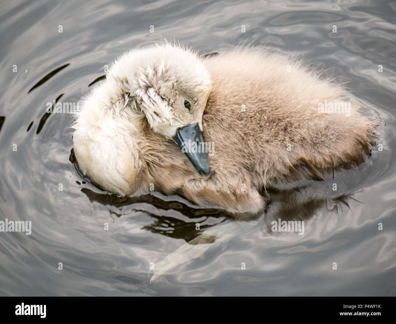 Close up of young mute swan cygnet, Cygnus olor, preening feathers in river, Water of Leith, Scotland, UK Stock Photo