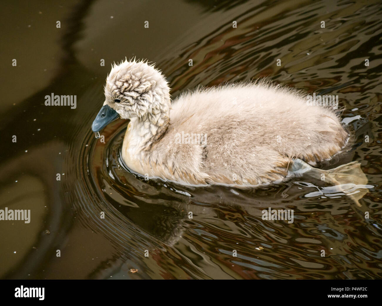 Close up of young mute swan cygnet, Cygnus olor,  swimming in river, Water of Leith, Scotland, UK Stock Photo