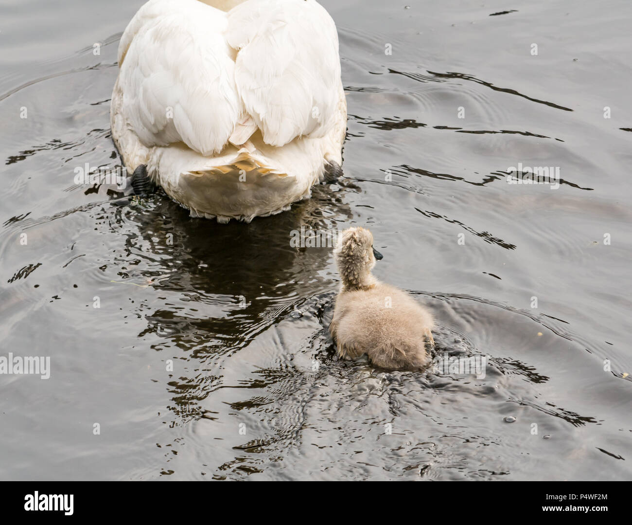 Young cygnet following female swan swimming in river, Cygnus olor, Water of Leith,Scotland,UK Stock Photo