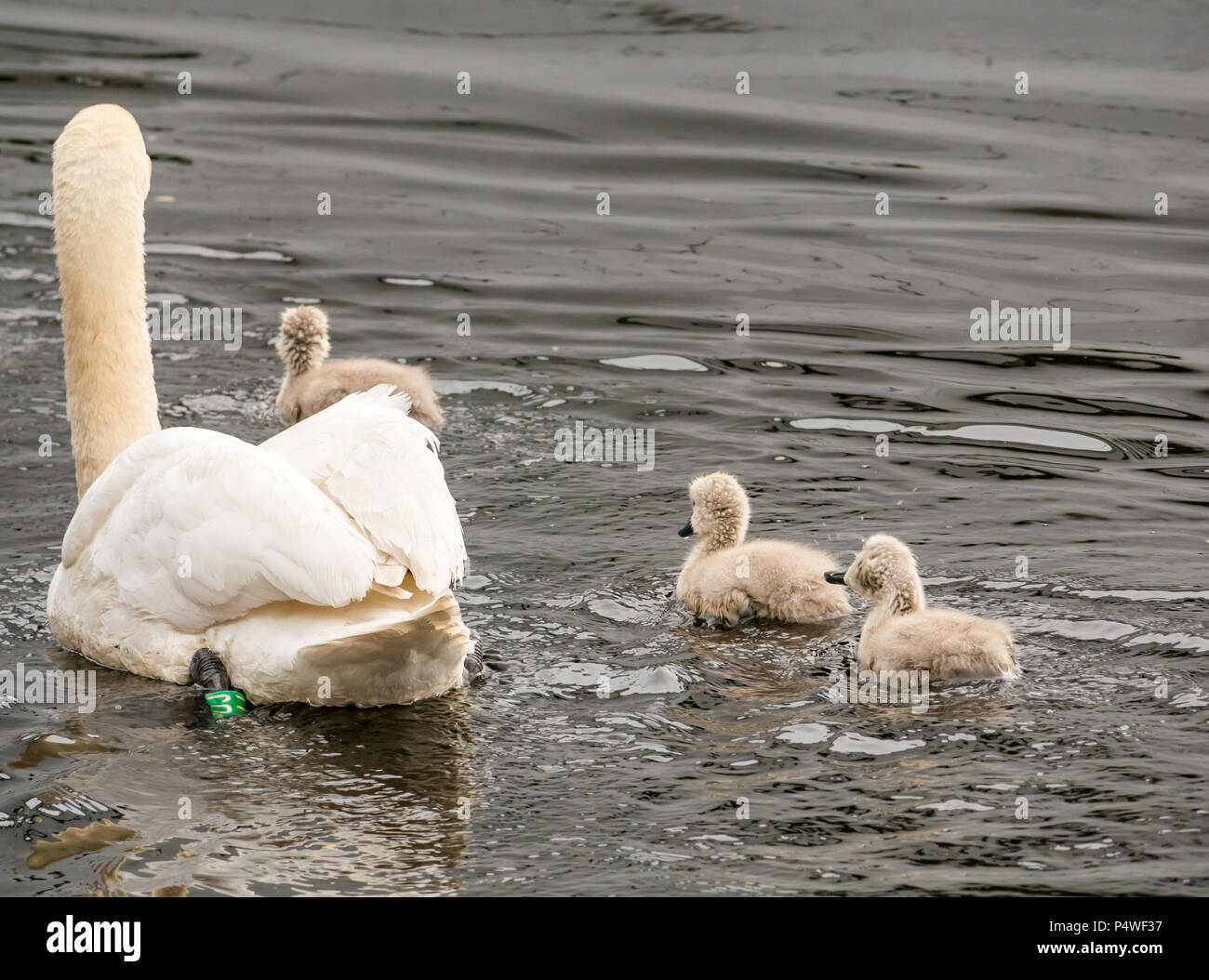 Young cygnets following adult swan swimming in river, Cygnus olor, Scotland,UK Stock Photo