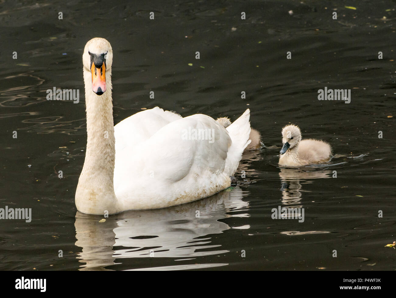 Young cygnets following adult swan swimming in river, Cygnus olor, Water of Leith, Scotland, UK Stock Photo